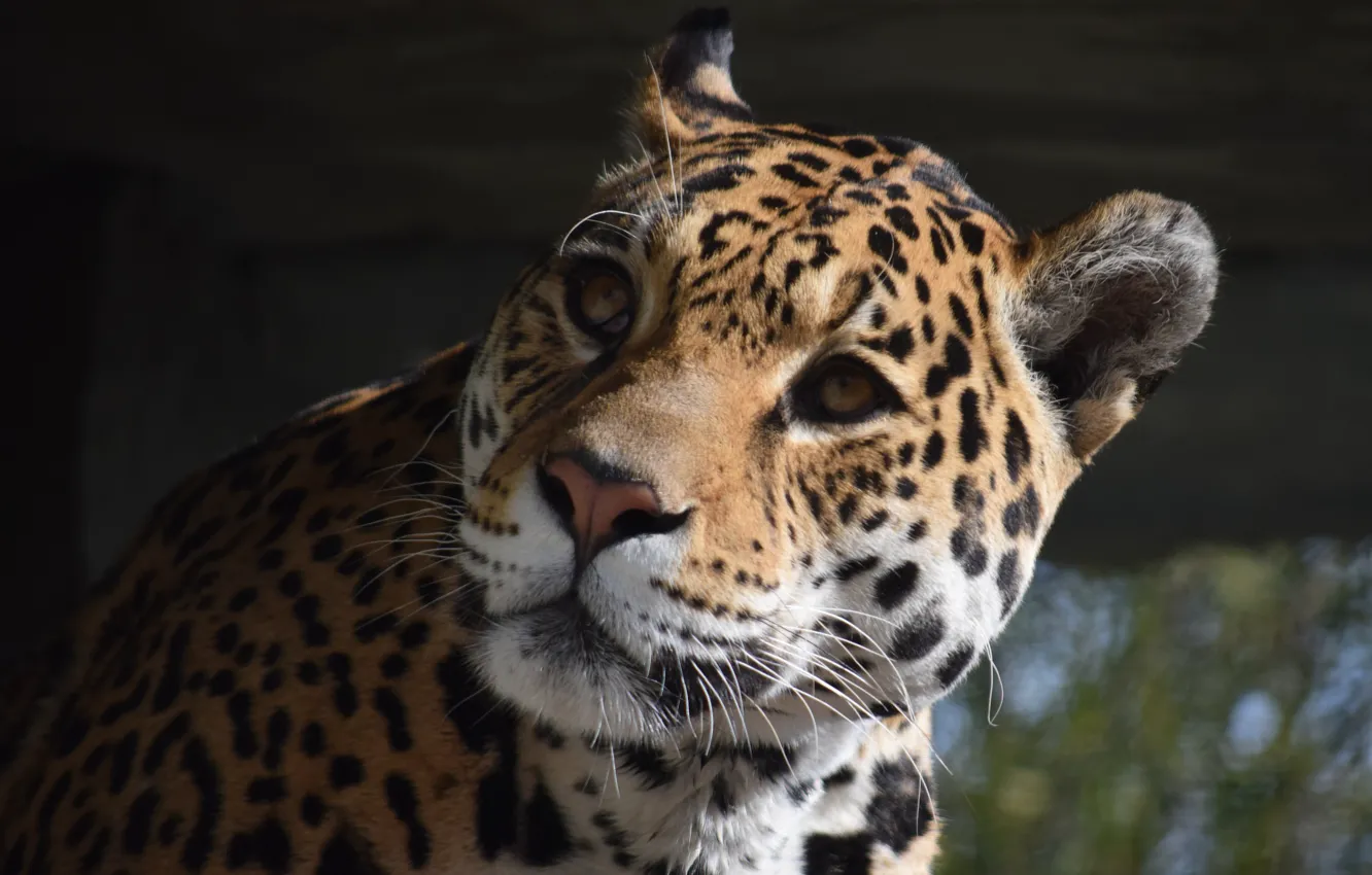 Wallpaper Cat, Jaguar, Face, Animal images for desktop, section кошки -  download