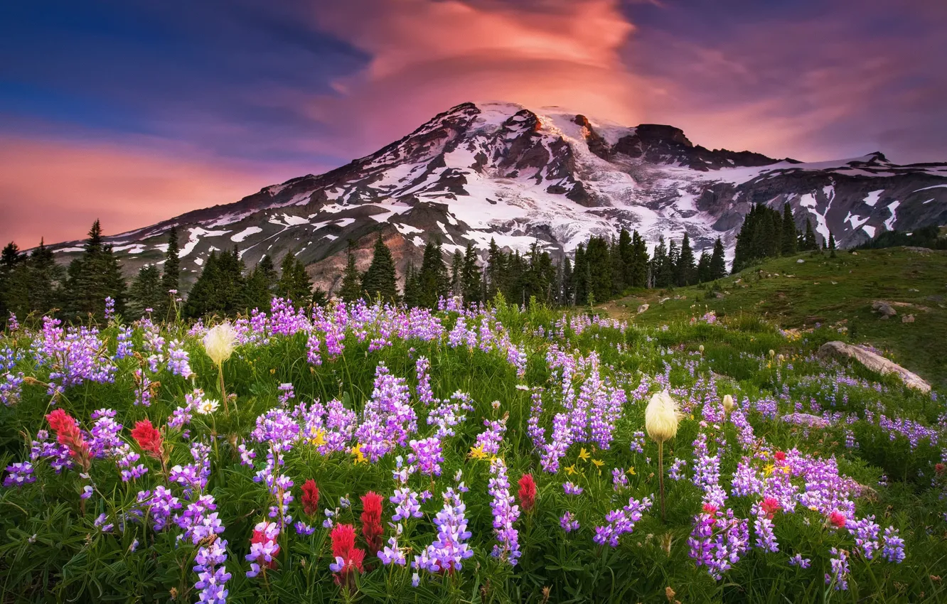 Photo wallpaper summer, the sky, clouds, flowers, mountain, morning, USA, national Park, Washington, The cascade mountains, stratovolcano, …