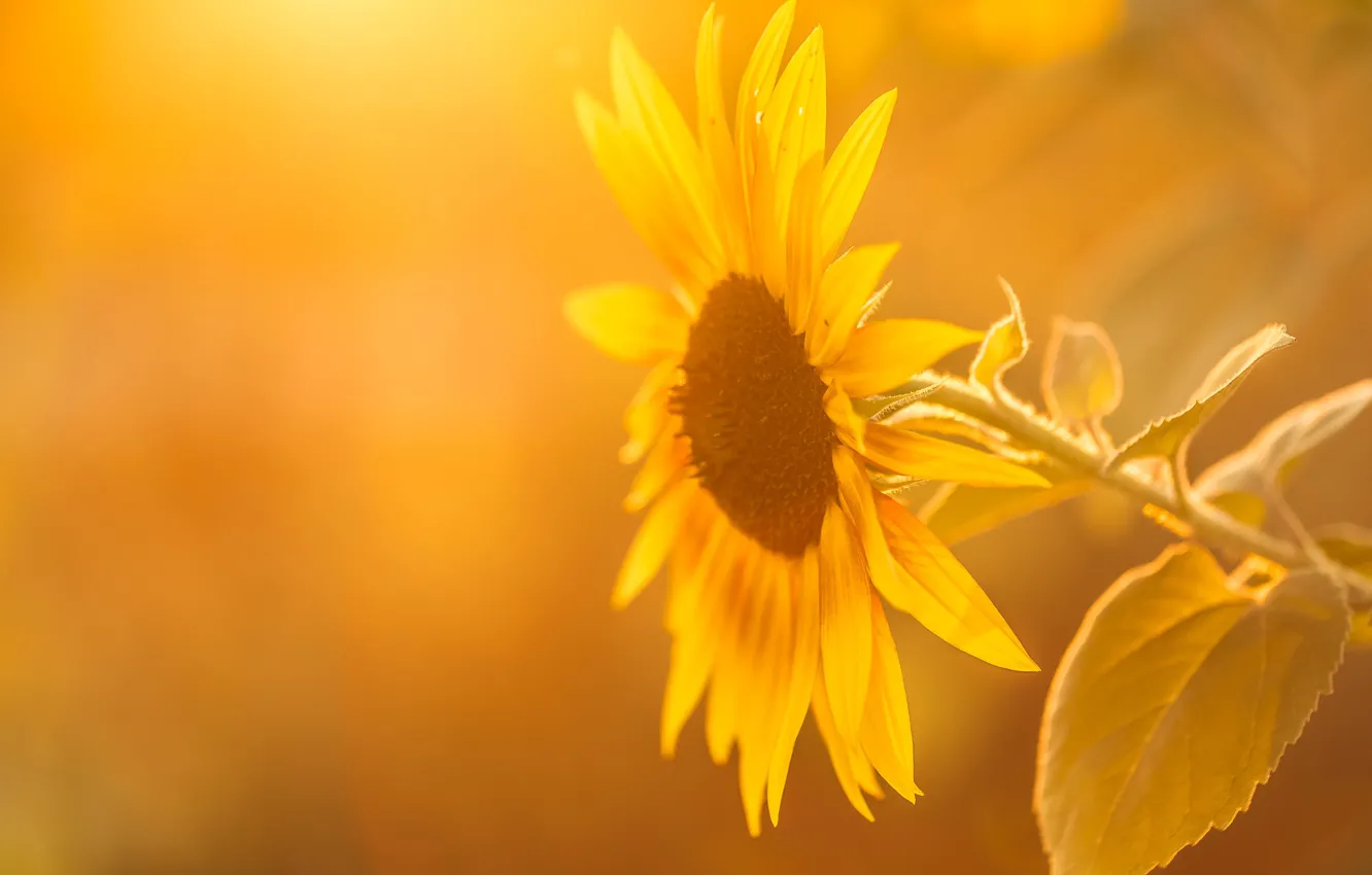 Photo wallpaper summer, light, sunflower