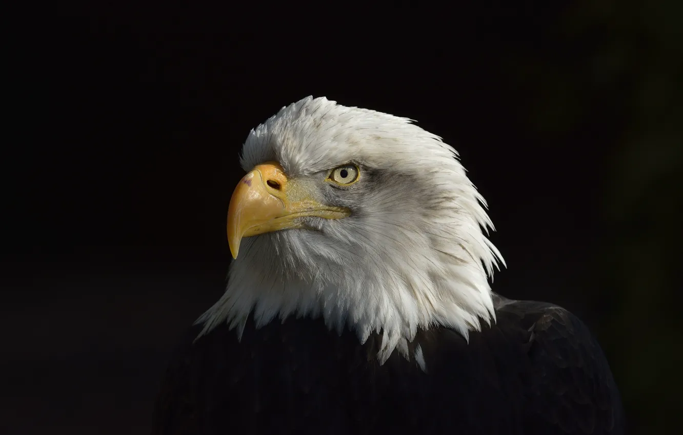 Wallpaper Eagle, Black, White, American, Сoat of arms images for desktop,  section животные - download