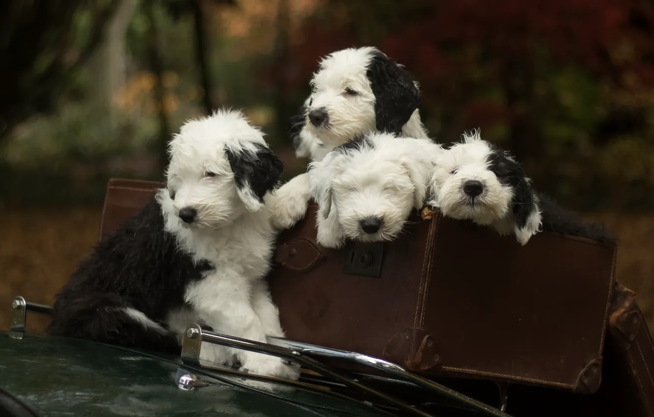 Photo wallpaper dogs, puppies, suitcase, Quartet, Bobtail, The old English Sheepdog