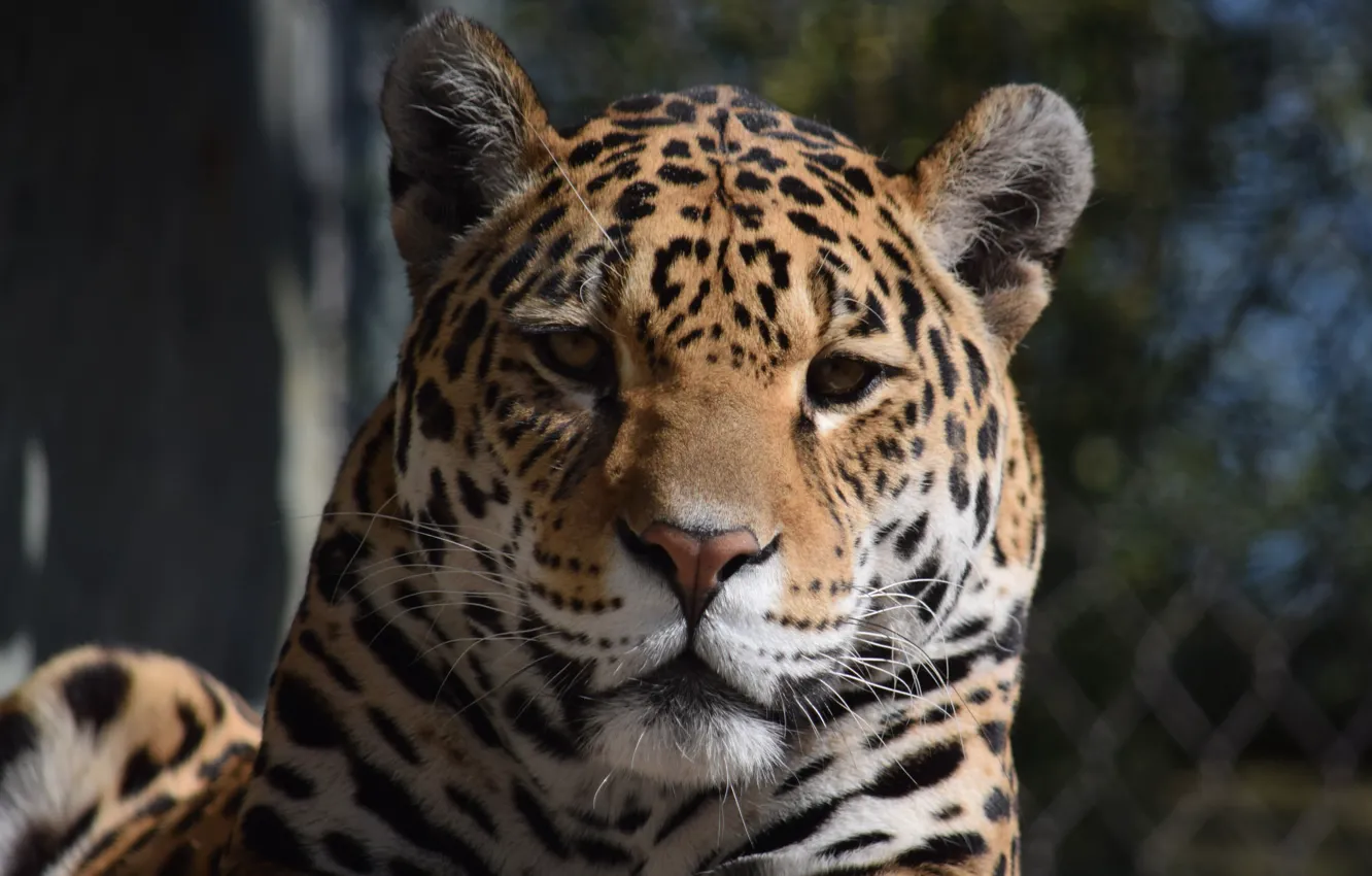 Wallpaper Cat Jaguar Face Animal Images For Desktop Section