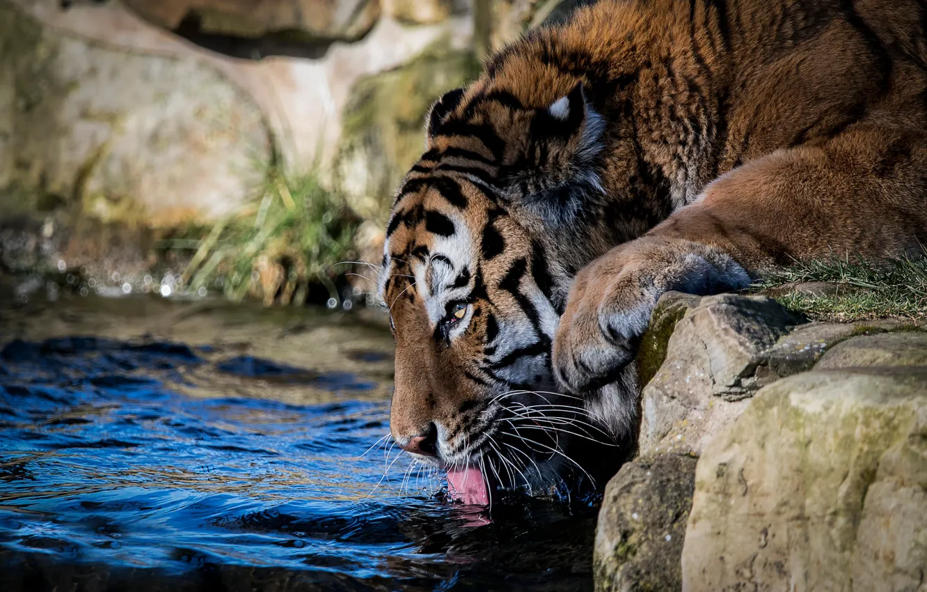 Photo wallpaper face, water, tiger, thirst, drink, wild cat