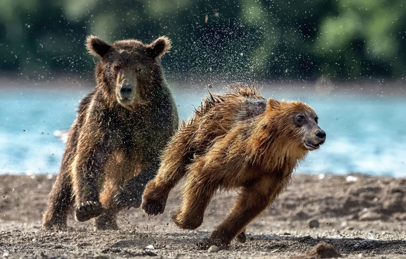 Photo wallpaper squirt, bears, running
