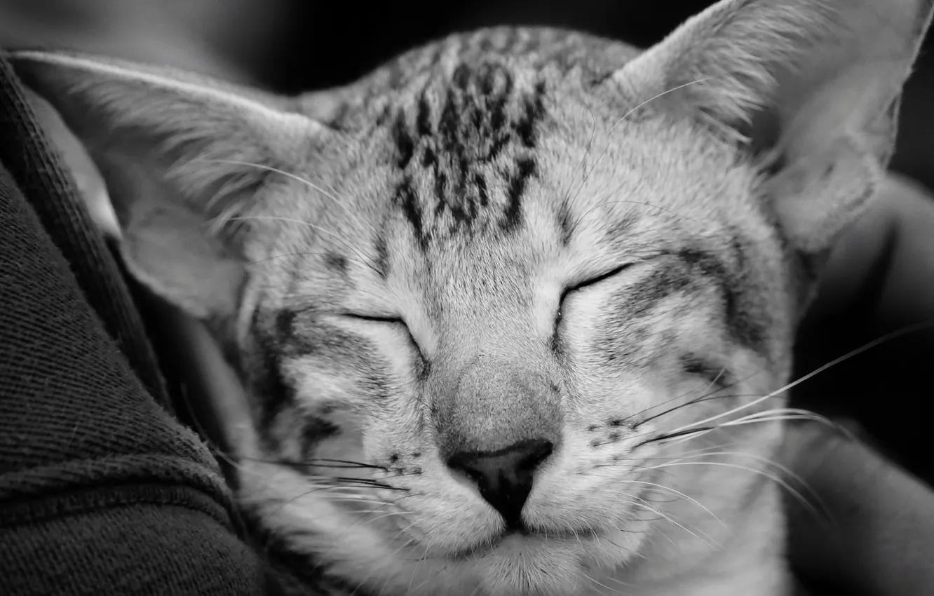 Photo wallpaper muzzle, black and white, monochrome, cat, Oriental cat