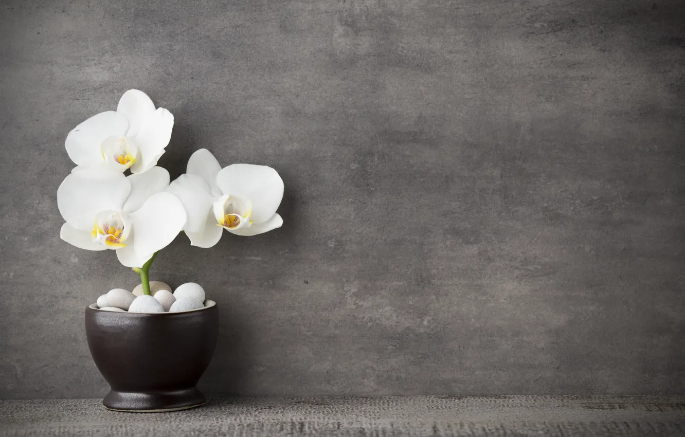 Photo wallpaper white, Orchid, flowers, orchid