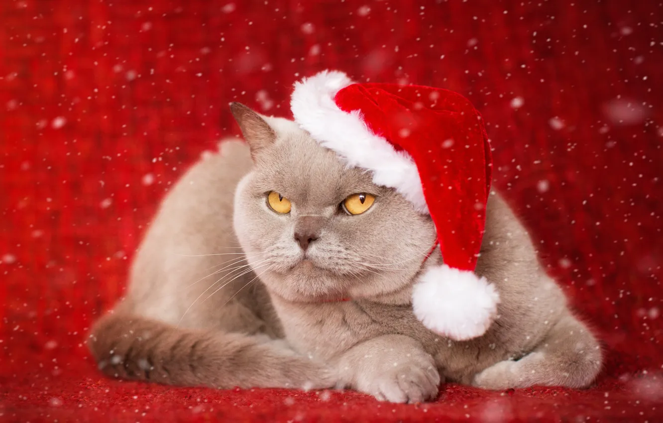 Photo wallpaper cat, background, portrait, cap, serious, British Shorthair