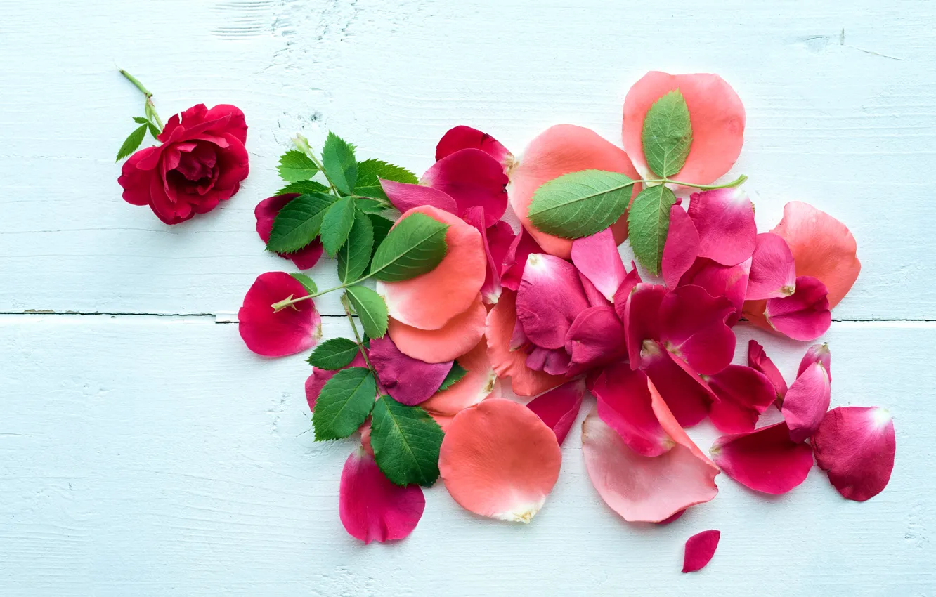 Photo wallpaper petals, pink, petals, roses, pink roses