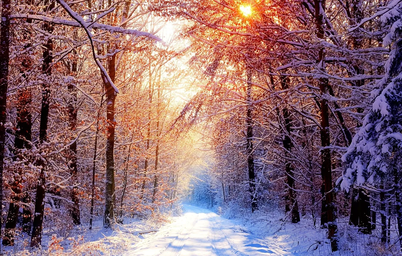 Photo wallpaper The sun, Nature, Winter, Road, Trees, Snow, Forest, Branches