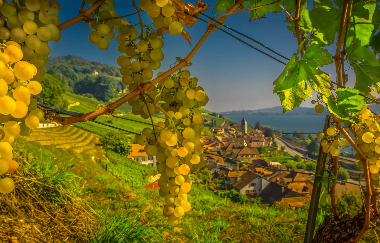 Photo wallpaper view, Switzerland, grapes, town, Switzerland, Twann, Tvan