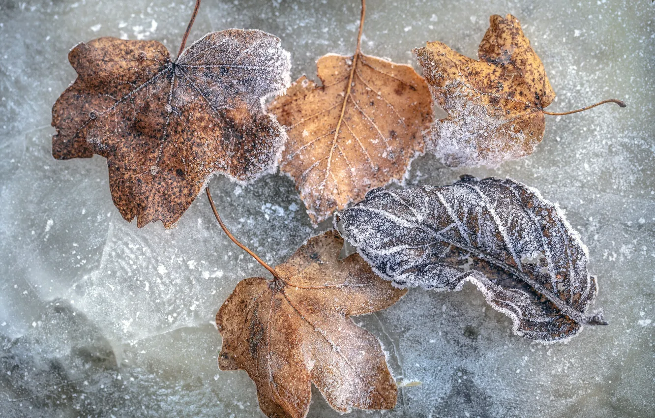 Photo wallpaper cold, leaves, ice