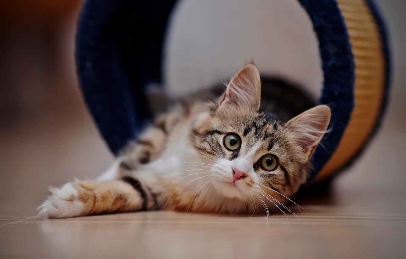 Photo wallpaper cat, cat, look, muzzle, lies, on the floor, bokeh