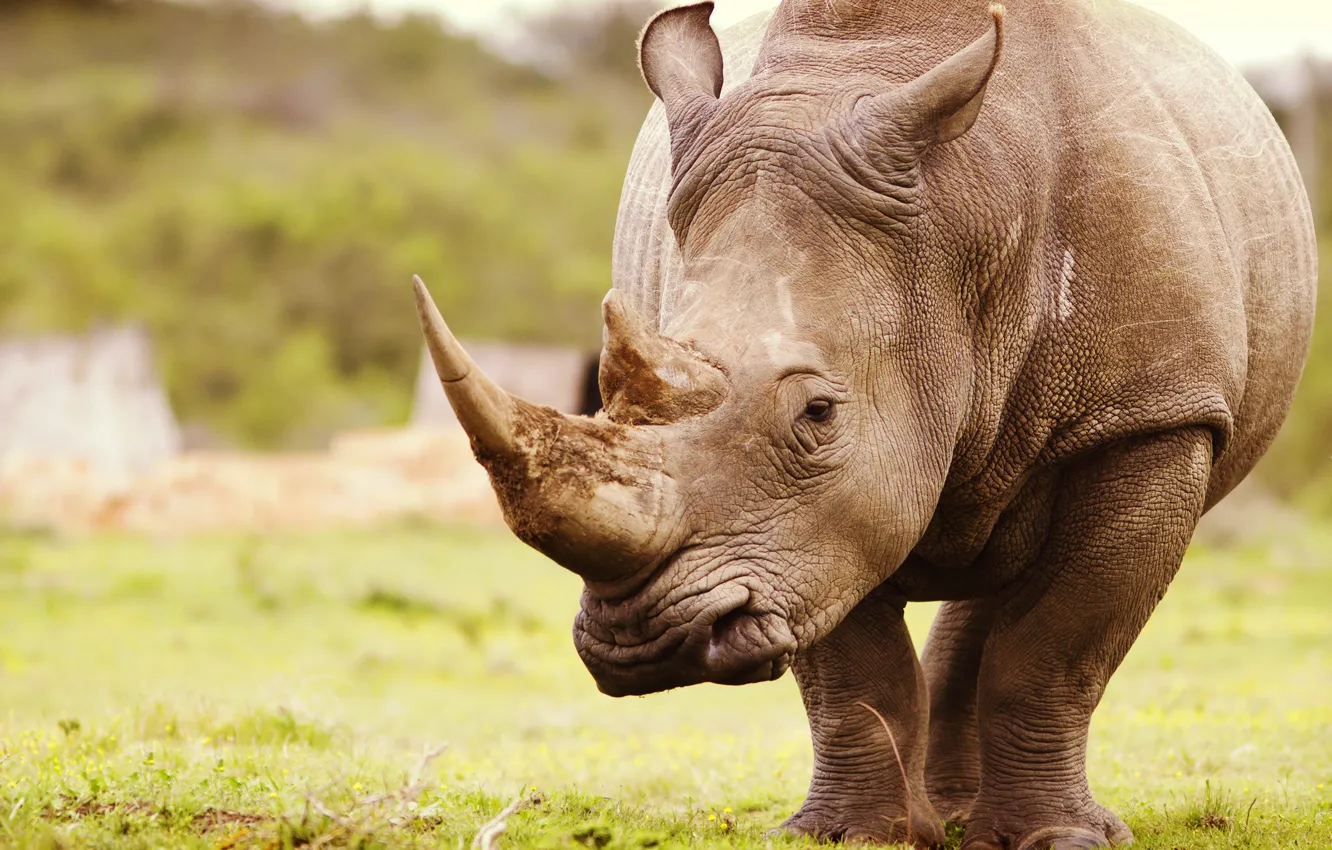 Wallpaper nature, Africa, Rhino images for desktop, section животные -  download