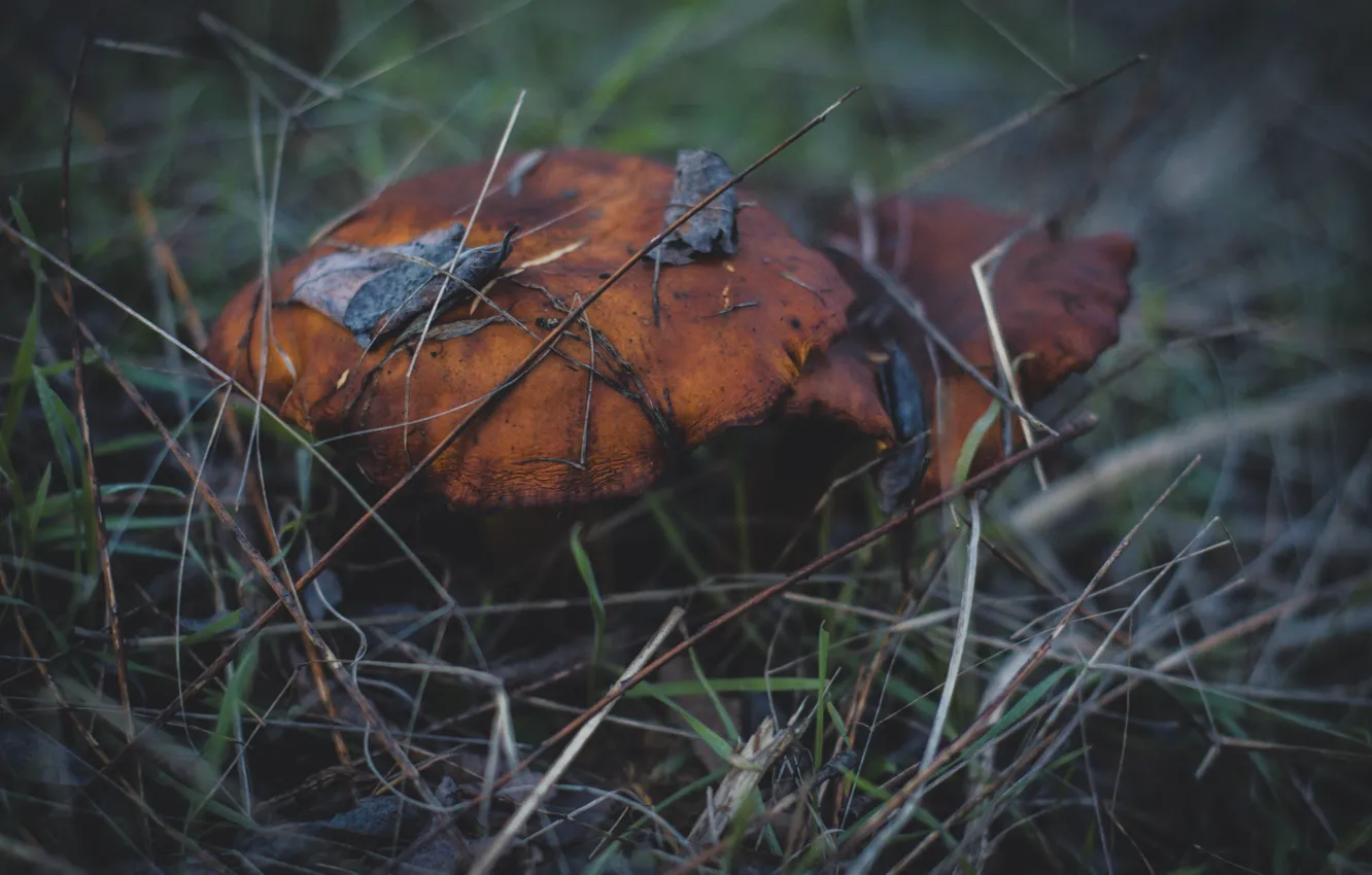 Photo wallpaper cold, autumn, forest, mushrooms