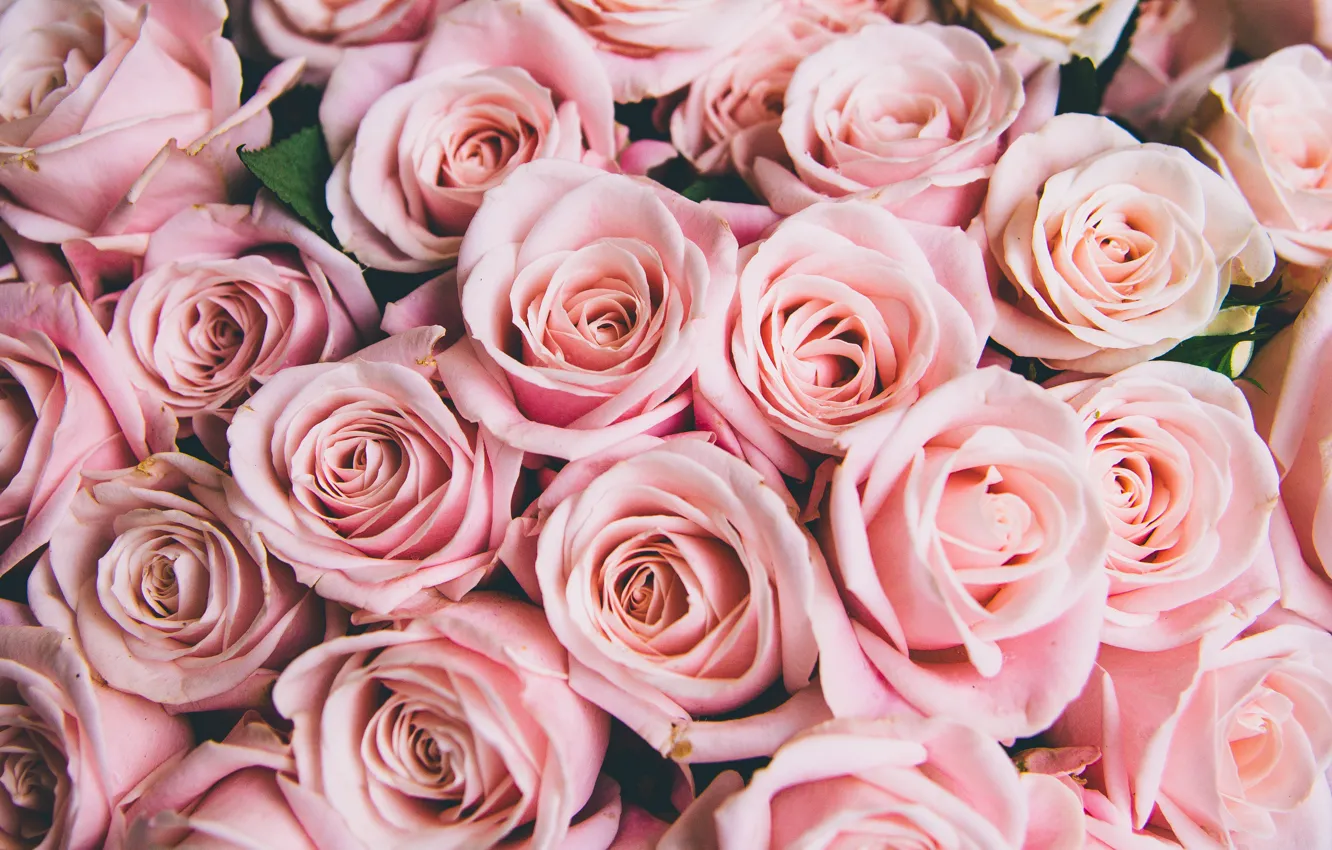 Wallpaper flowers, roses, pink, buds, pink, flowers, romantic, roses, cute images for desktop ...