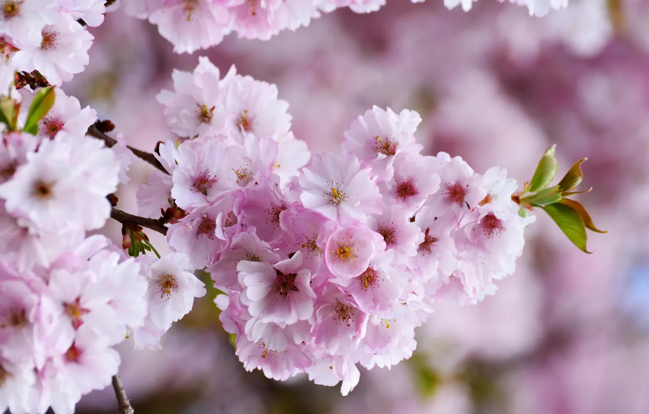 Photo wallpaper spring, flowering trees, pink flower, cherry tree, the tree blooms, cherry blossoms