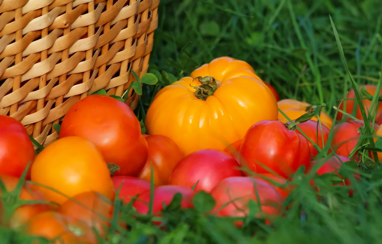 Photo wallpaper autumn, harvest, tomatoes, tomatoes, vitamins, delicious, cottage