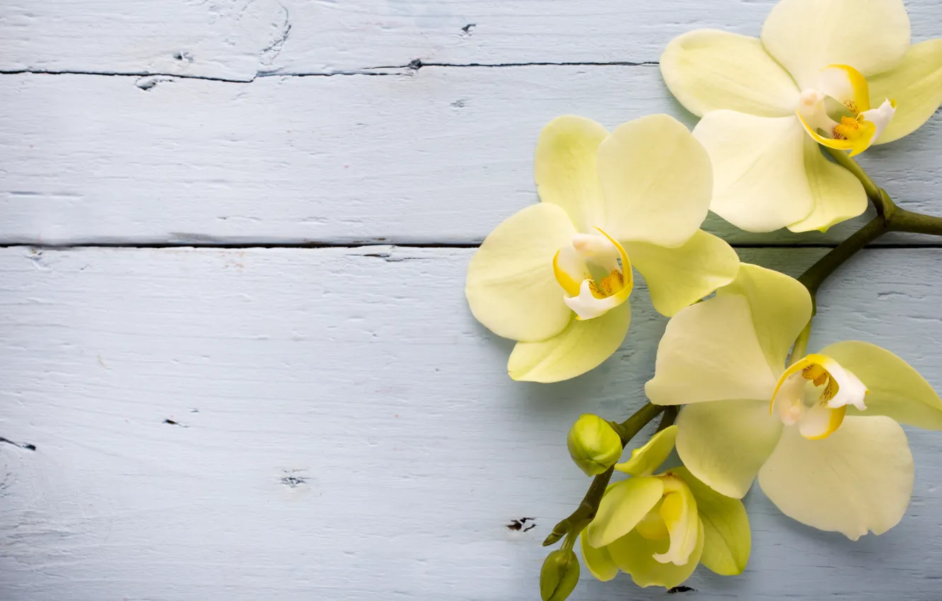 Photo wallpaper yellow, Orchid, flowers, orchid