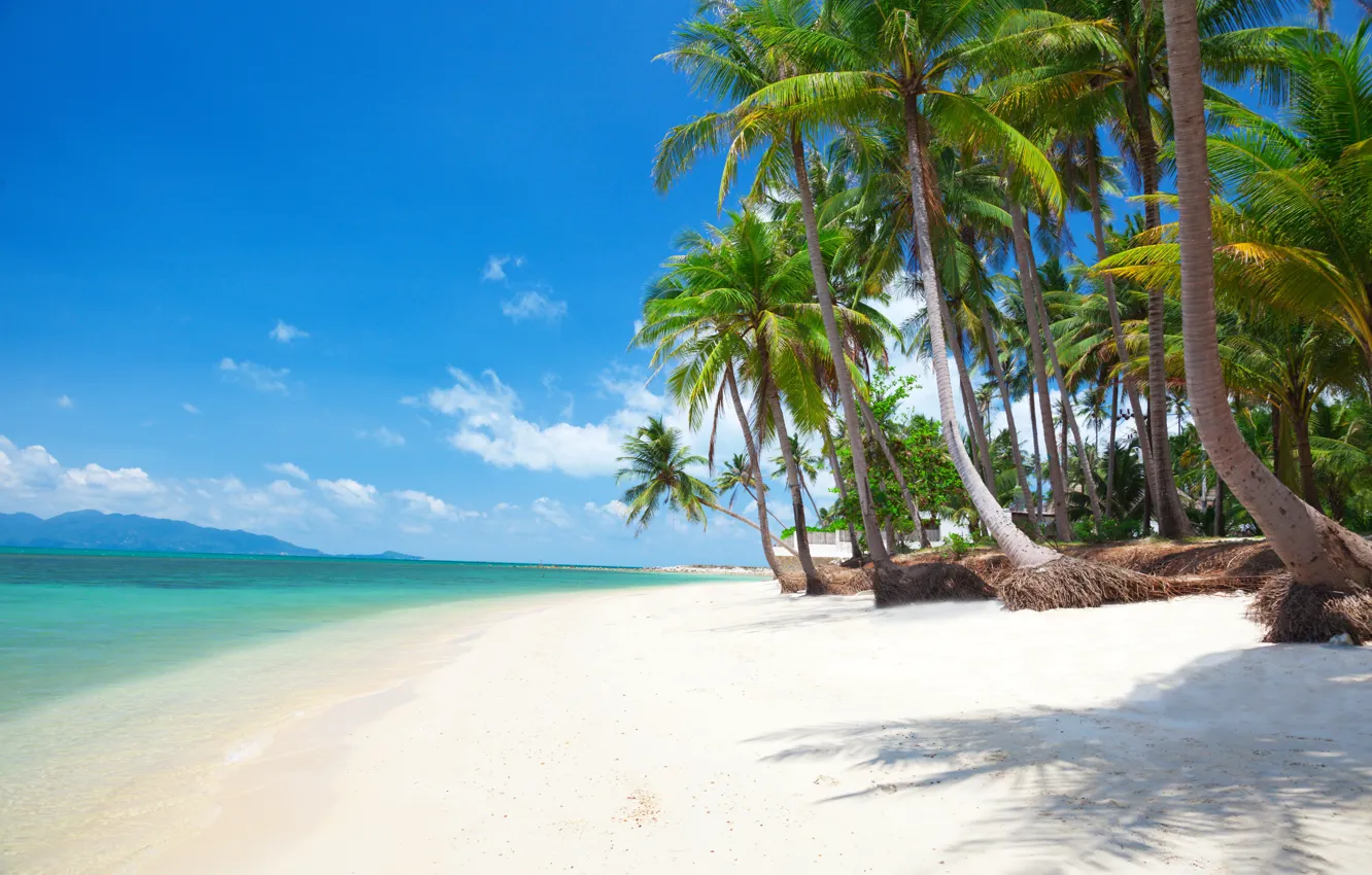 Photo wallpaper sand, sea, beach, the sun, palm trees, shore, island, summer, beach, sea, island, sand, paradise, …
