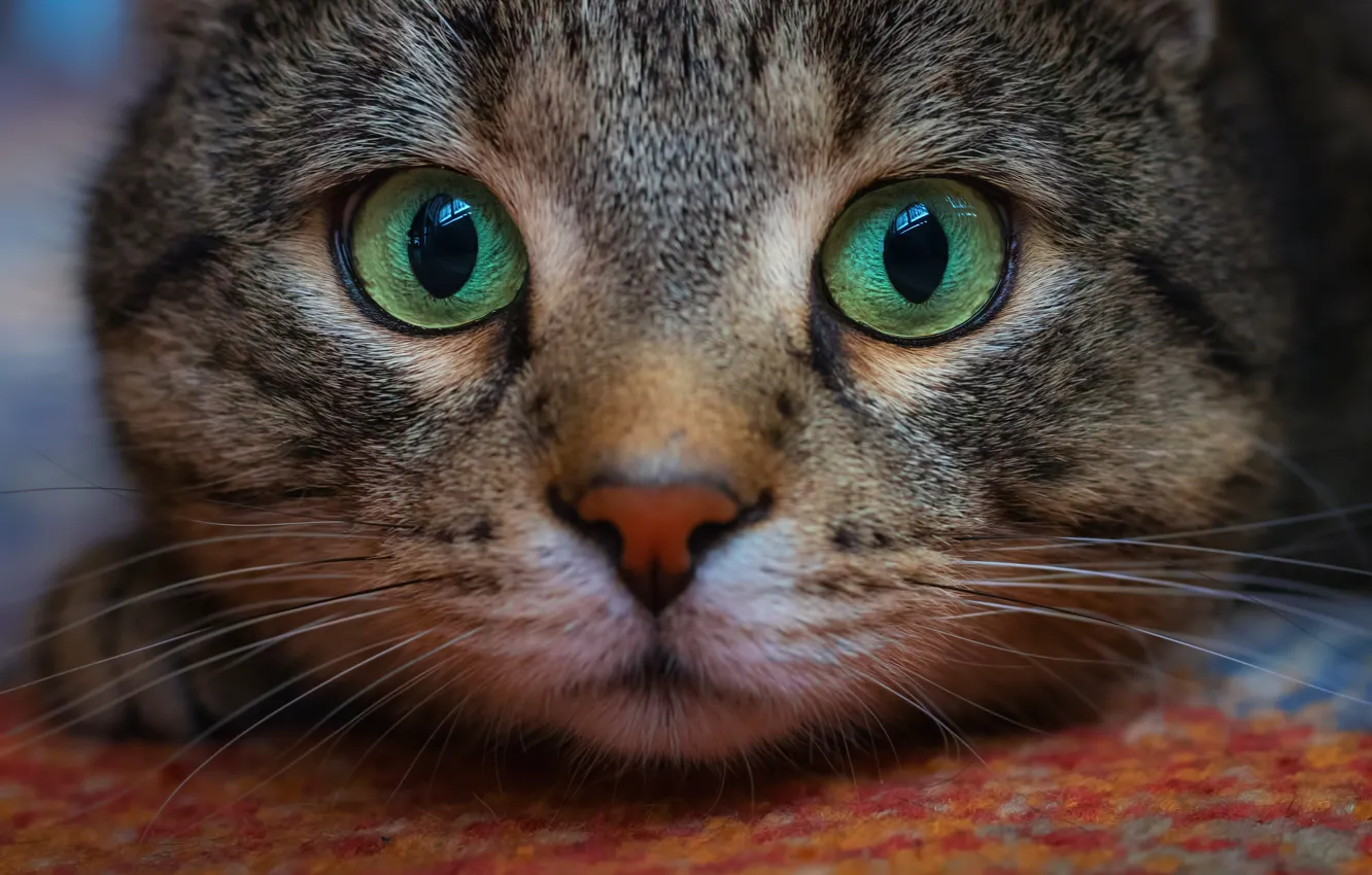 Photo wallpaper cat, look, muzzle, Kote, eyes, cat