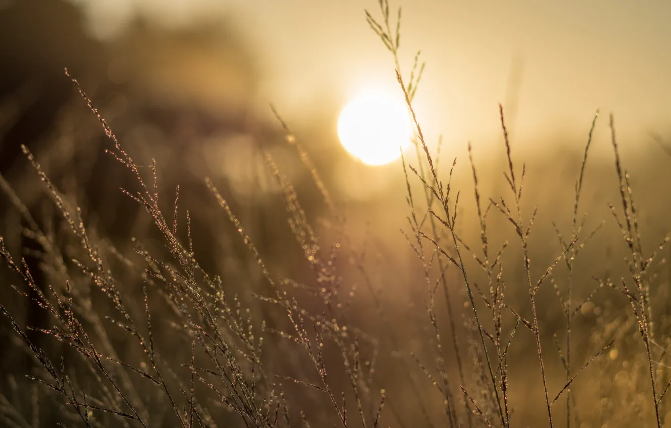 Photo wallpaper grass, morning, sun, sunrise, dawn, dew