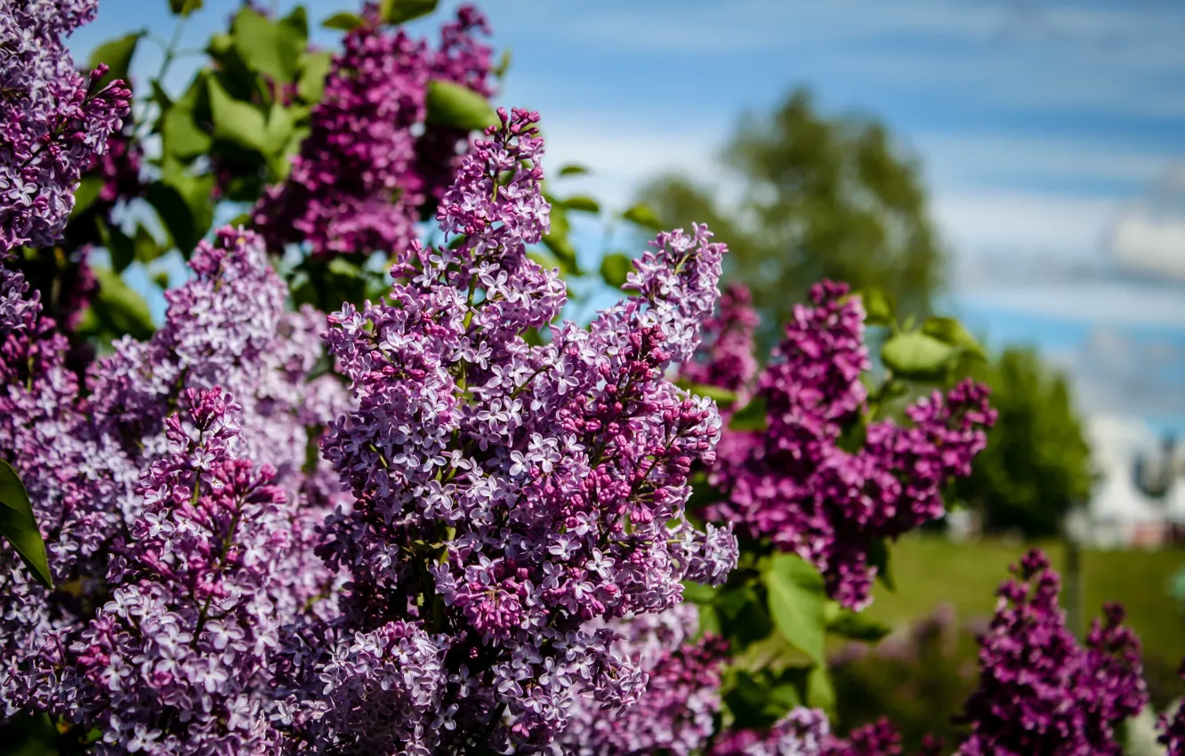 Photo wallpaper flowers, nature, Park, Moscow, Museum, the smell, flowering, lilac, aroma, shrub, reserve, Tsaritsyno