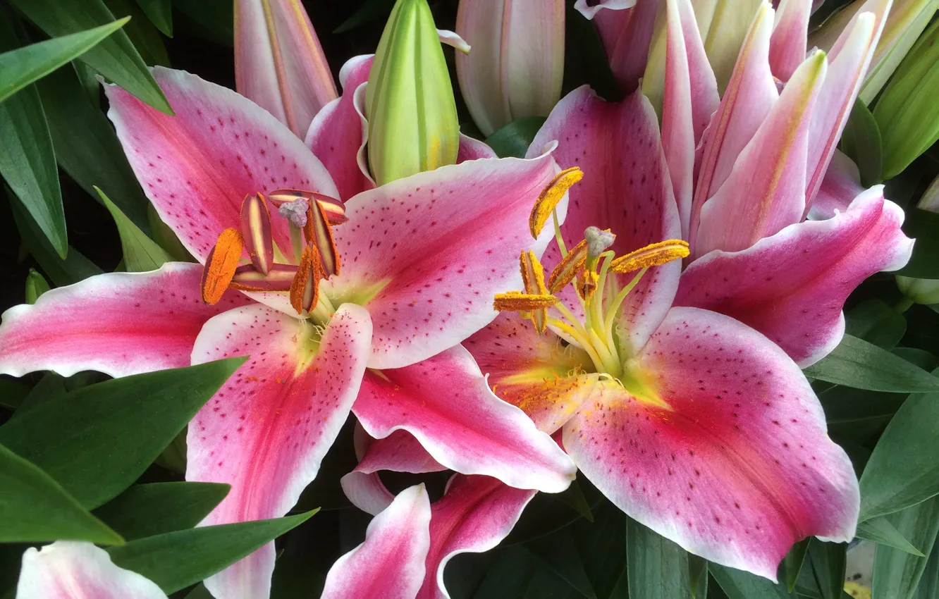 Photo wallpaper flowers, Lily, pink and white