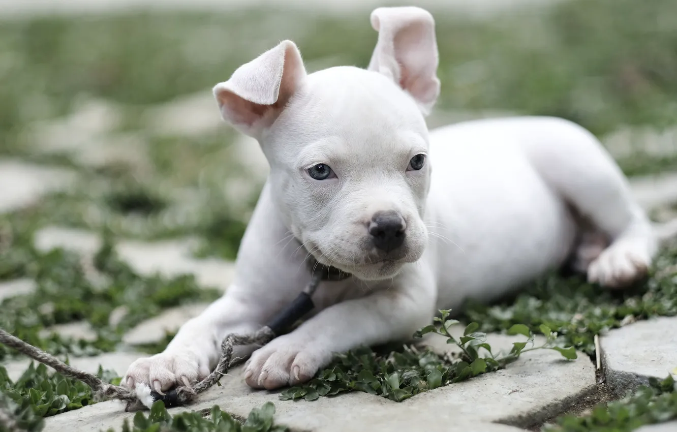 Wallpaper dog, baby, puppy, American bully images for
