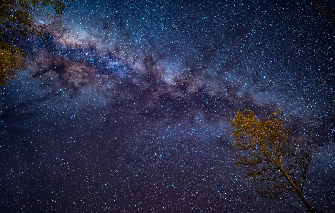 Photo wallpaper the sky, night, tree, starry sky