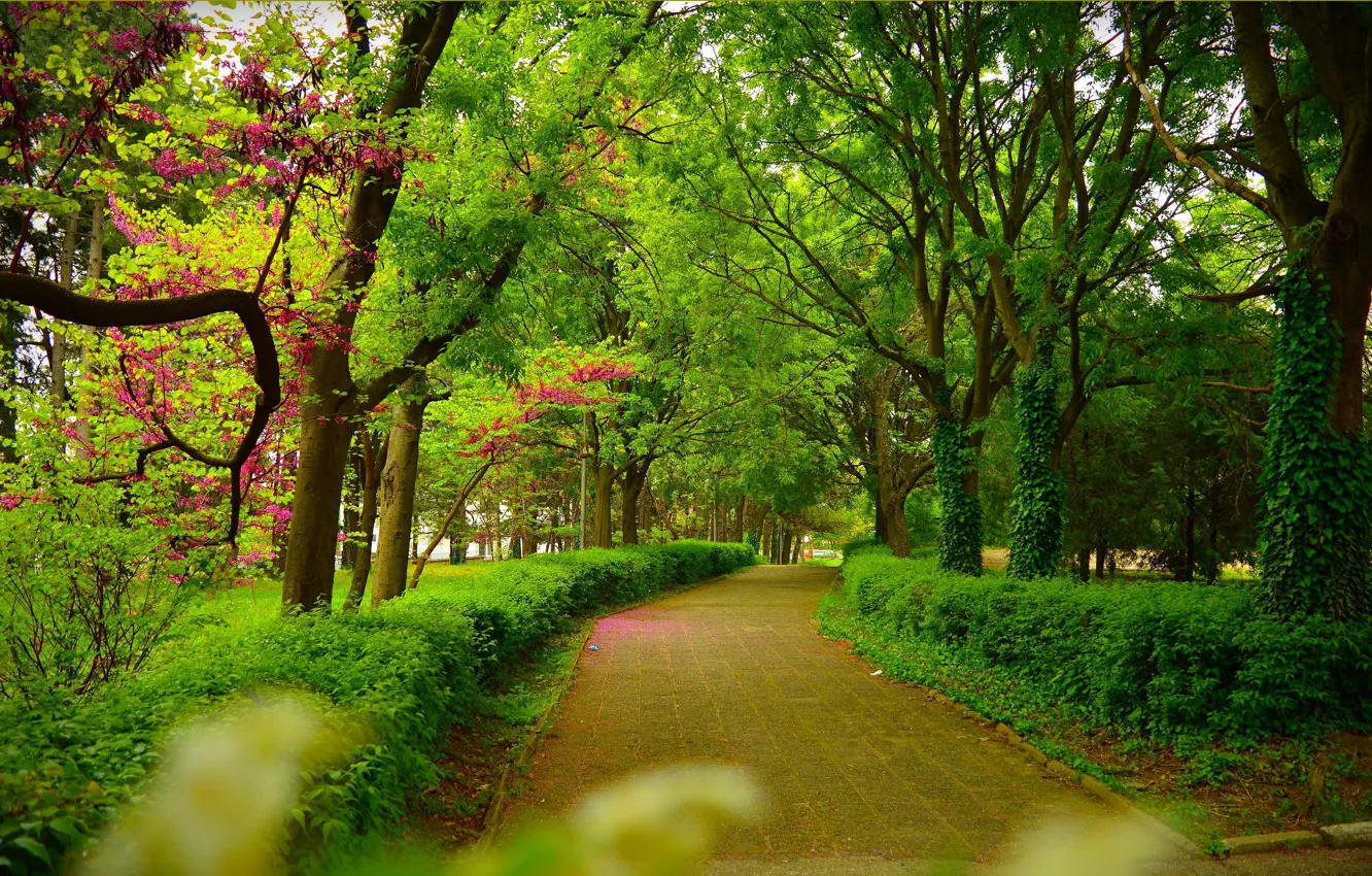 Wallpaper Spring, Trees, Park, Alley, Track, Park, Spring, Trees, Path  images for desktop, section природа - download