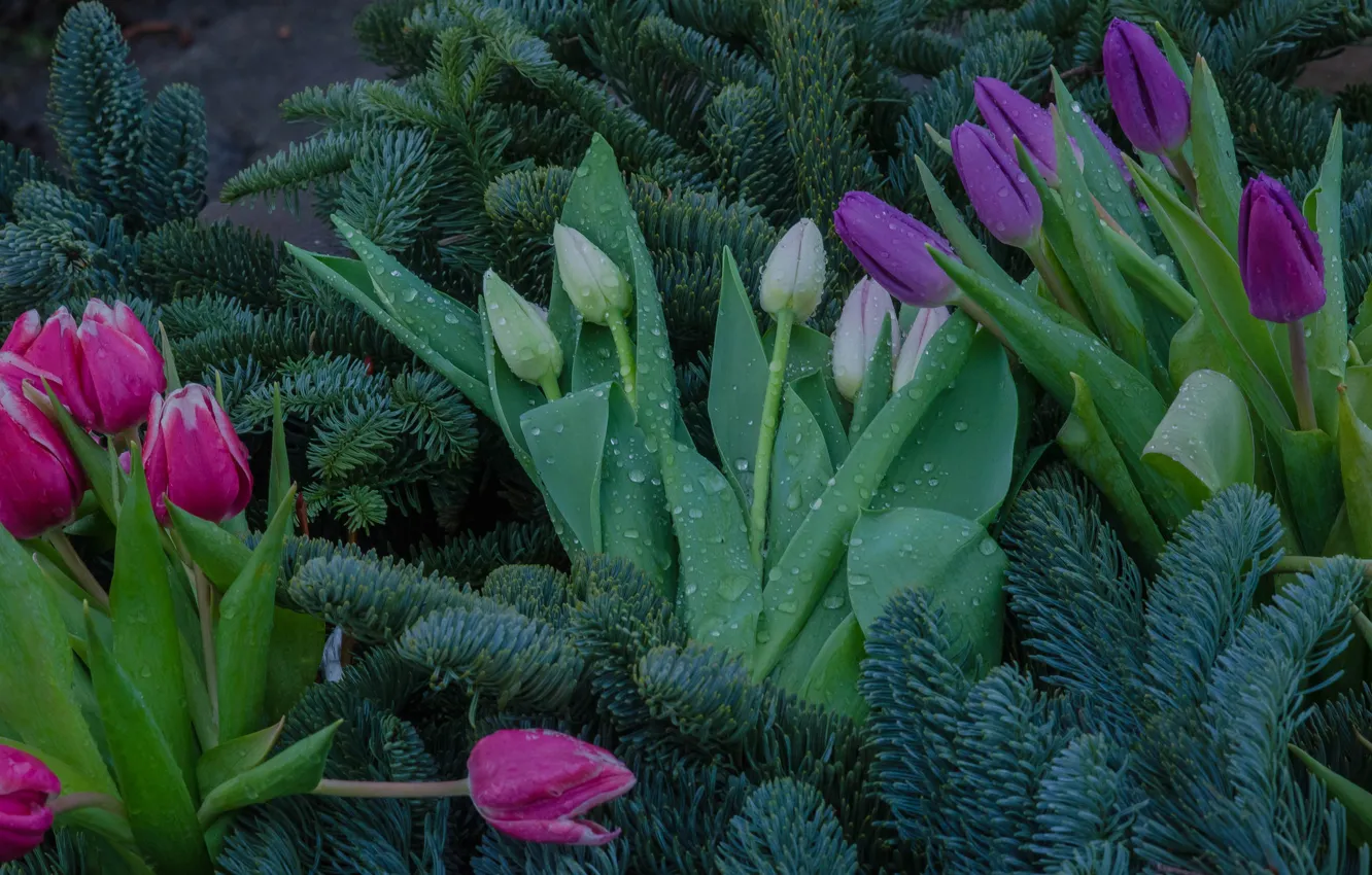 Photo wallpaper flowers, spruce, tulips, buds