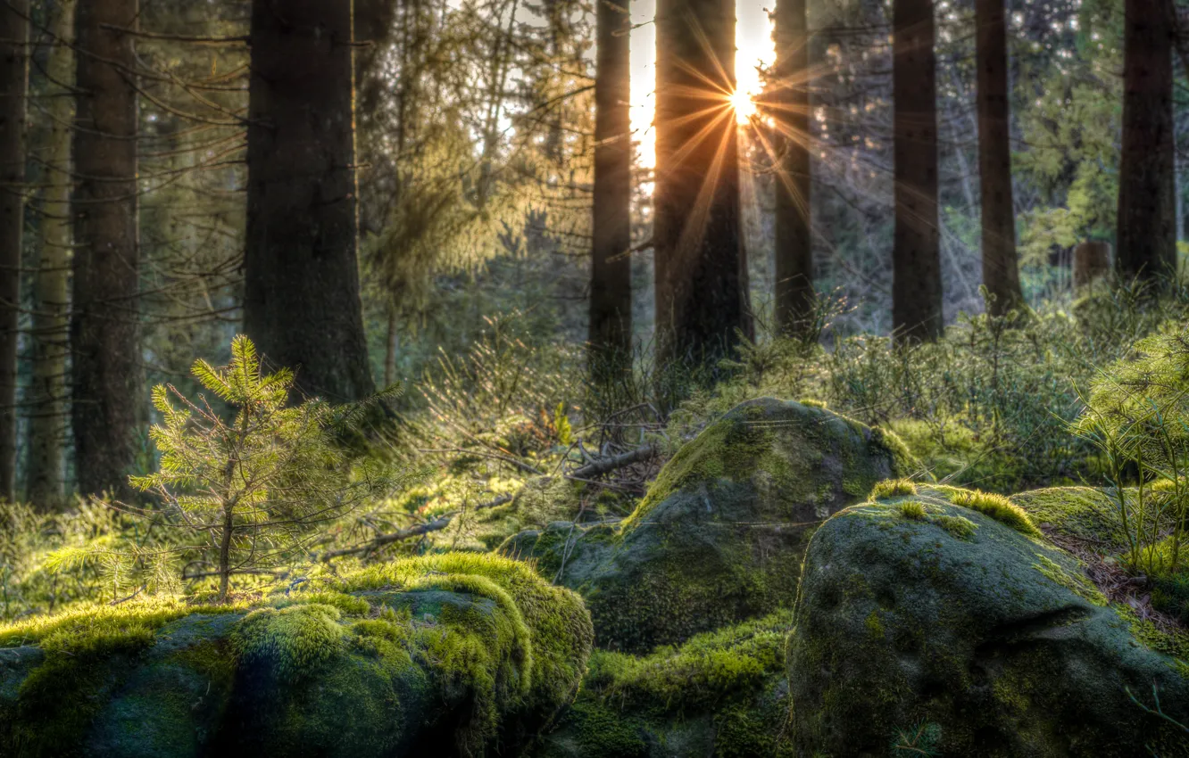 Wallpaper forest, stones, moss, Germany, the rays of the sun,  Baden-Württemberg, The black forest images for desktop, section природа -  download
