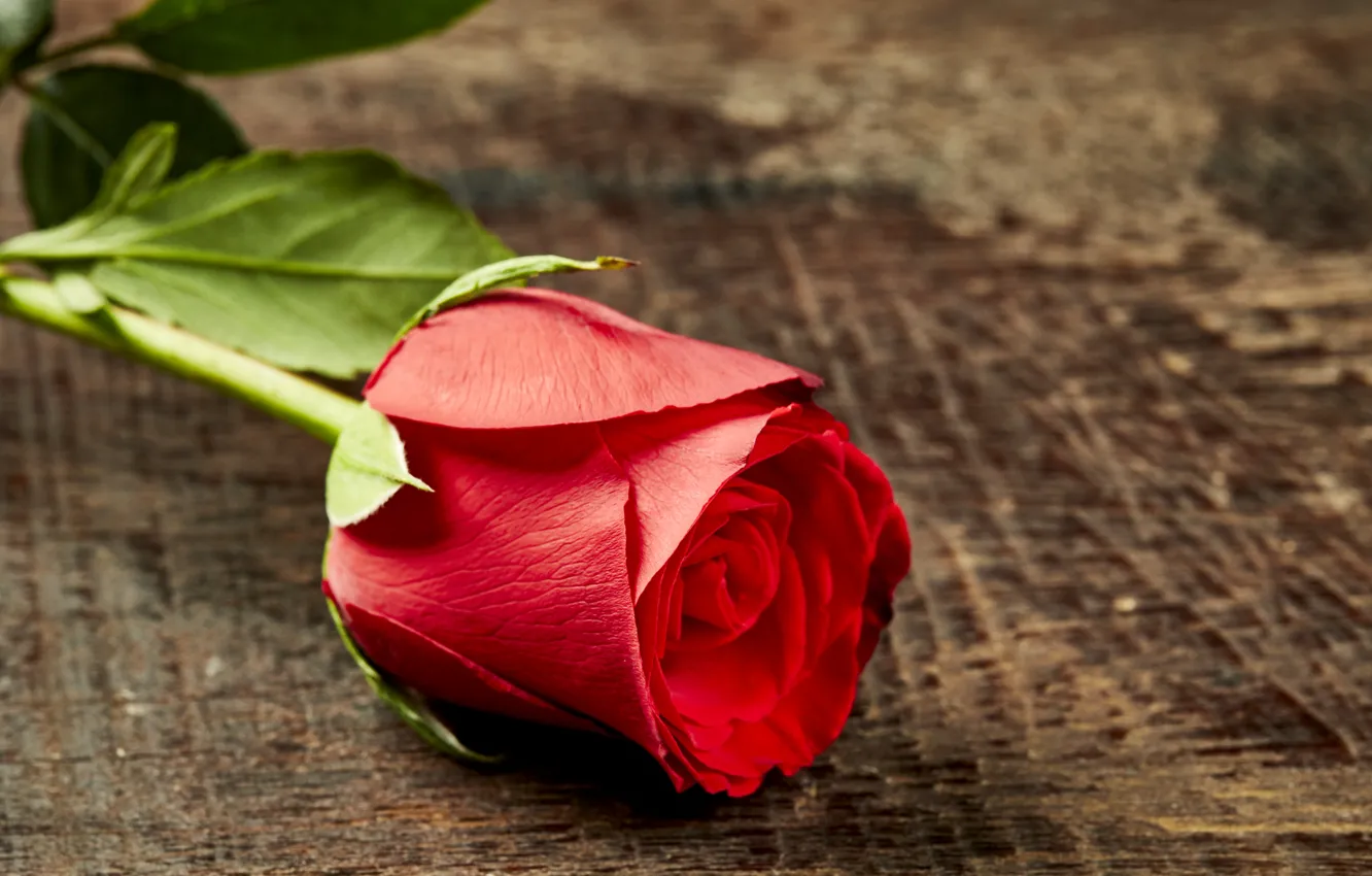 Wallpaper roses, Bud, red, rose, red rose, wood, romantic, bud images ...