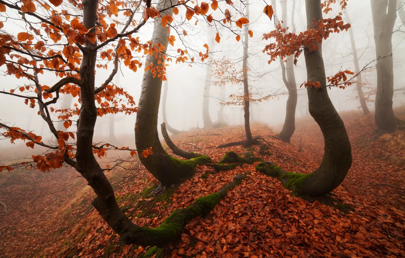 Photo wallpaper autumn, forest, trees, nature, haze