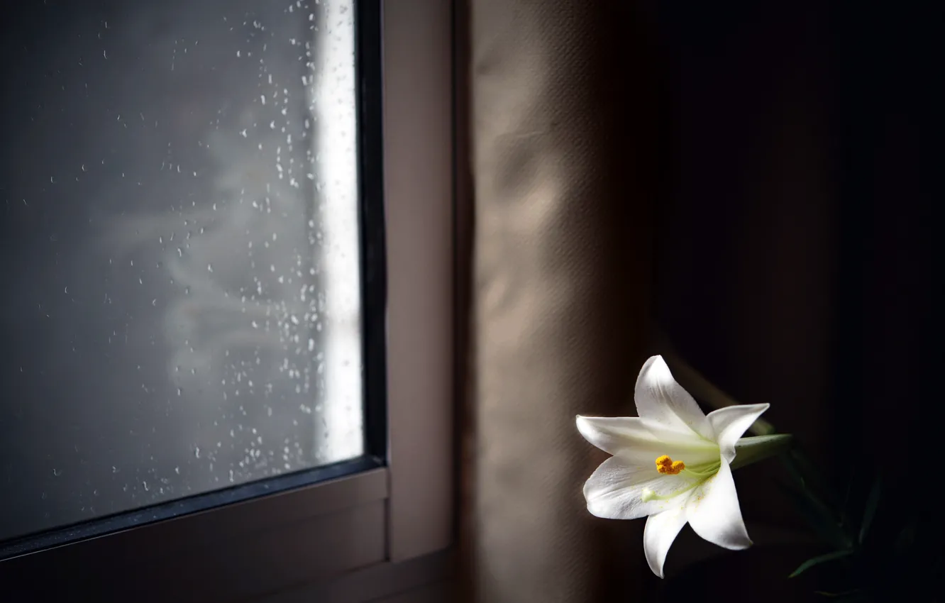 Photo wallpaper flower, house, window