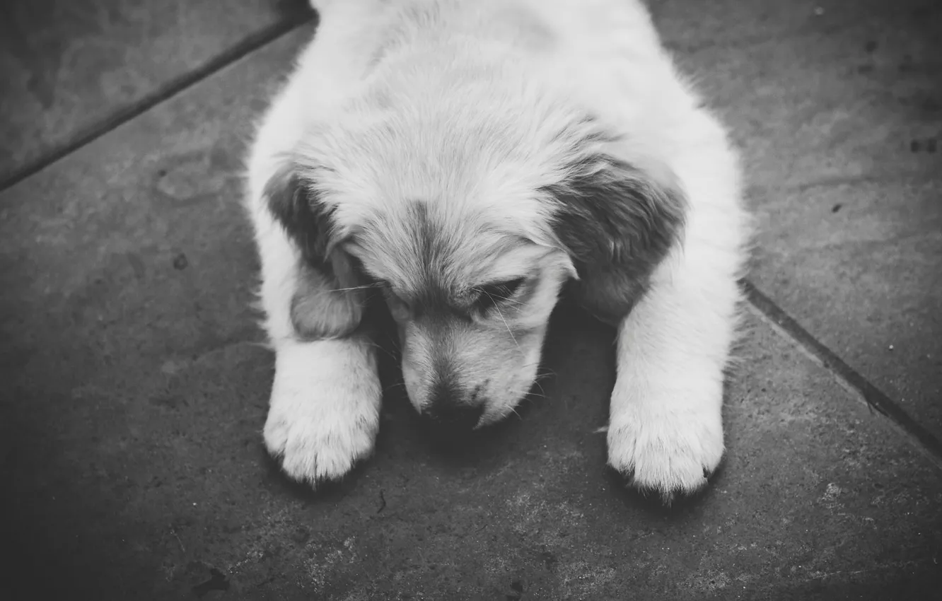 Photo wallpaper dog, puppy, black and white