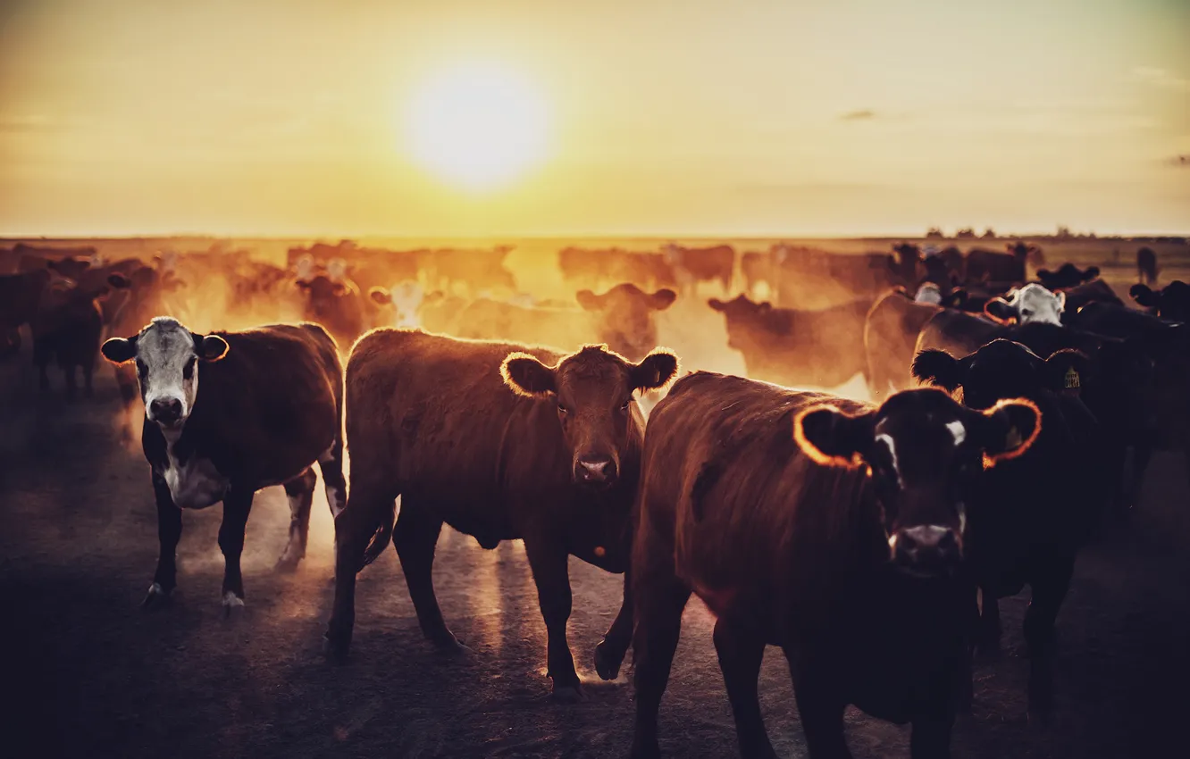 Photo wallpaper dawn, cows, the herd, bulls, calves