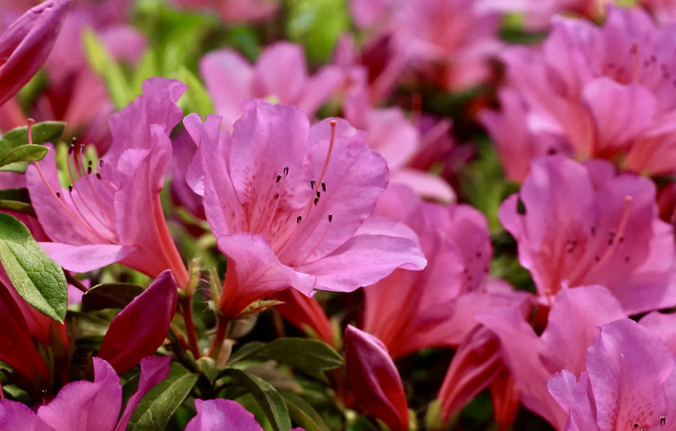 Wallpaper pink, rhododendron, Azalea images for desktop, section цветы ...