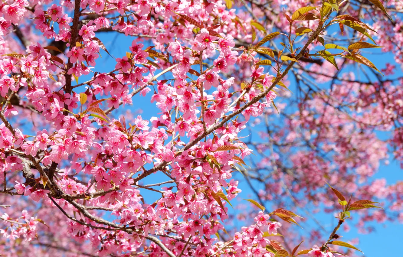 Wallpaper nature, tree, spring, Sakura, flowering images for desktop,  section природа - download