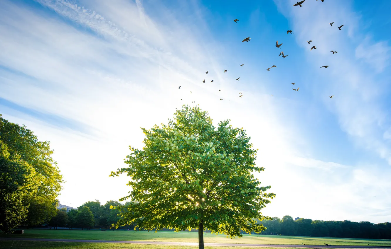 Wallpaper summer, the sky, birds, nature, tree images for desktop, section  природа - download